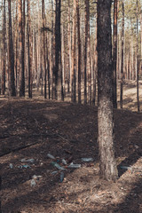 Obraz premium Heap of bottles on the ground in a pine forest.