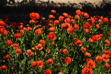 A flowering red poppy field in spring, Spain