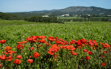 Obraz premium A flowering poppy field with vineyard in a background