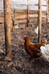 Hens walk on freshly digging land