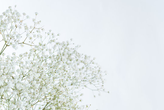 4 381 Best かすみ草 Images Stock Photos Vectors Adobe Stock 4 381 Best かすみ草 Images Stock Photos Vectors Adobe Stock