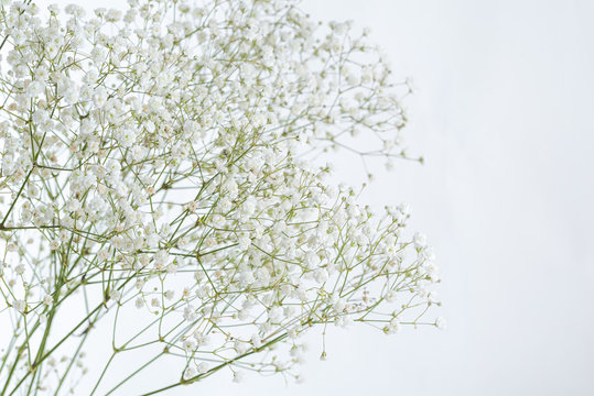 かすみ草 Images Browse 5 004 Stock Photos Vectors And Video Adobe Stock