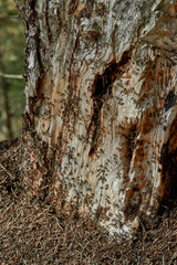 ants on a stump
