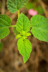Green Leaf with clear route structure