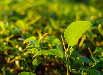big green leaf growth in sunset time with leaf bokeh effect in background