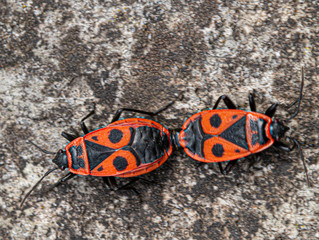 Insectes, Couple de gendarmes