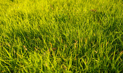 wide aperture focus. A close up meadow in sunny light. grass bokeh effect in foreground and and background full screen