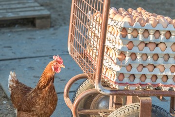 Single chicken besides range of brown fresh eggs at farm. Domestic hen looking at rural agriculture...