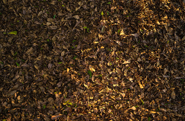 brown leaves fall on the ground in sunset yellow light with shadow environment