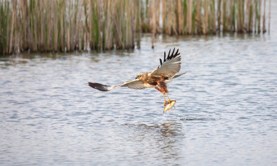 Circus aeruginosus bird flying and the predator catches fish above the surface, the various stages of hunting