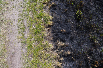 Burnt grass after meadow fire. Black surface of the rural field with a burned grass.Effects of grass fire on soils. Charred plants after a spring fire. 