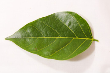 Green Leaf with clear route structure