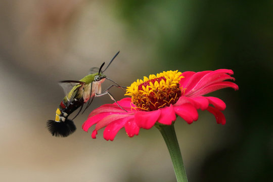 Hummingmoth on flower