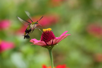 bee on a flower