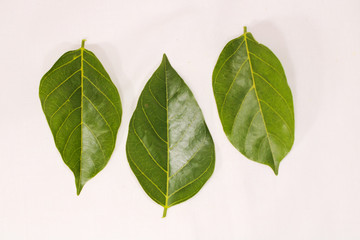 Green Leaf with clear route structure