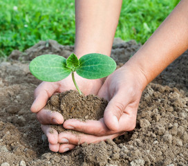 Planting a young seedling. Close-up.