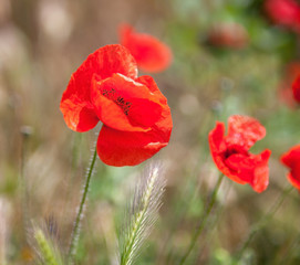 Red poppy flowers in the field.