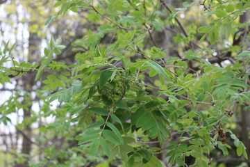 
Flower buds appeared on a mountain ash tree