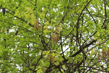 Oak flowers look like thin brown threads with knots