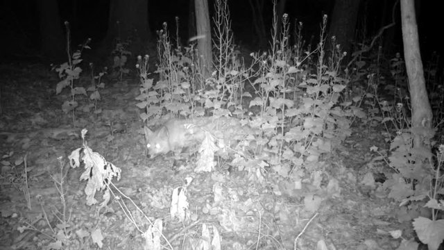 red fox hinding behind bushes at night