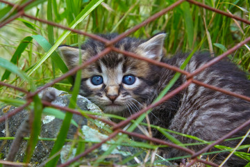 Beautiful young cat is hiding behind a fence.