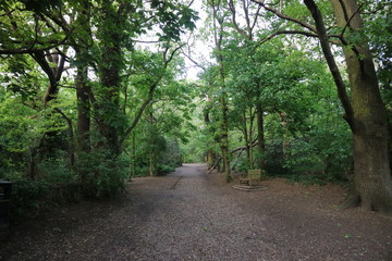 path in the forest