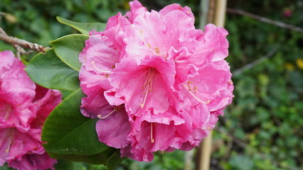Flowers during spring season, May 2020, Montreux Switzerland