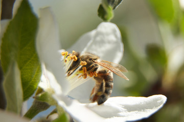 A bee in apple