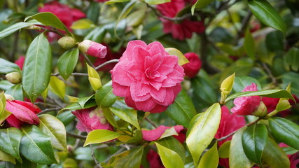 Flowers during spring season, May 2020, Montreux Switzerland
