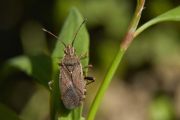 A little stink bug