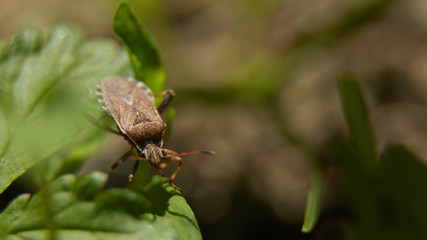 A stink bug on leaf