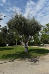 olivo