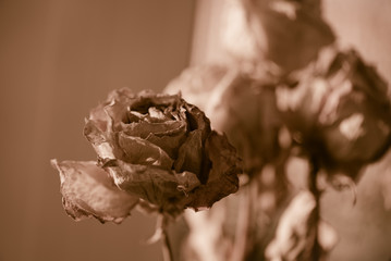 Bouquet of dry roses on window with blurred beautiful bokeh in vintage style sepia. Selective soft...