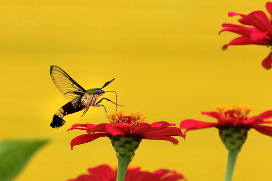 Hummingmoth on flower
