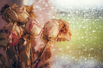 Bouquet of dry roses on window with blurred beautiful bokeh in vintage style sepia. Selective soft focus,