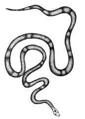 Black and white plain milk snake
