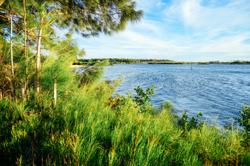 Beautiful Florida swamp winter landscape