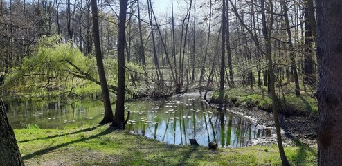 Fototapeta premium Lake in forest
