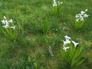 Petites fleurs blanches