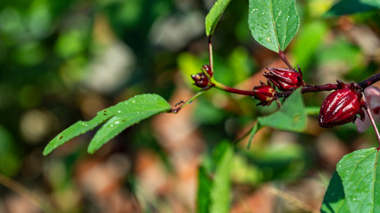 Roselle (Hibiscus sabdariffa) is a species of Hibiscus