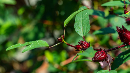 Obraz premium Roselle (Hibiscus sabdariffa) is a species of Hibiscus
