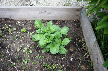 garden bed with potato plant