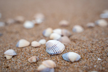 Fototapeta na wymiar Small shells background in Skane, Sweden. Selective focus