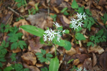 Allium ursinum, Bärlauch