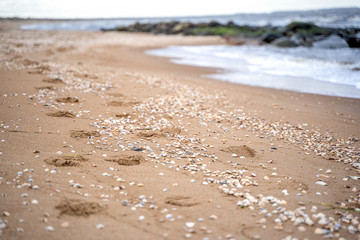 footprints on sand beach along the edge of sea. Selective focus
