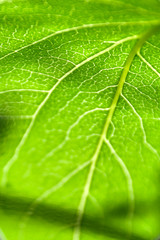 fresh summer green tree leaves