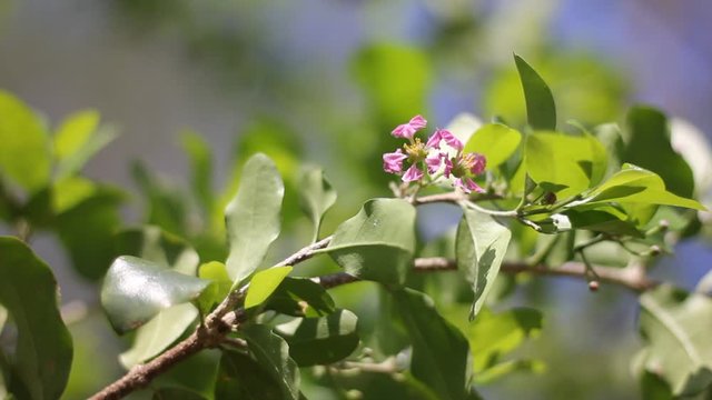 Pink Flower of Barbados or Acerola Cherry flower