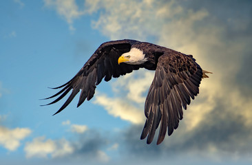 Bald Eagle Soaring High