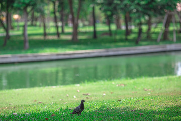 Close-up view of the various plants planted in the park,for the beauty of the spectators,fresh and comfortable,while resting during the day