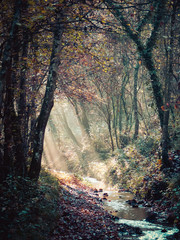 Rayons de soleil sur un ruisseau en forêt
